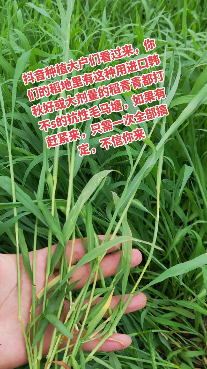 心系三农，技术落地 让农业技术推广照亮乡村振兴之路
